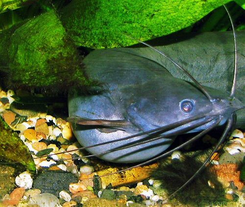 Heteropneustes fossilis = head view