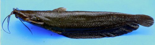 Heteropneustes fuscus = holotype