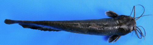 Heteropneustes fuscus = holotype-dorsal view