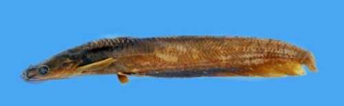 Heteropneustes longipectoralis = holotype