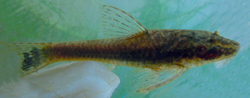 Hisonotus armatus = Live specimen, Rio Piratini, Rio Grande do Sul, Brazil