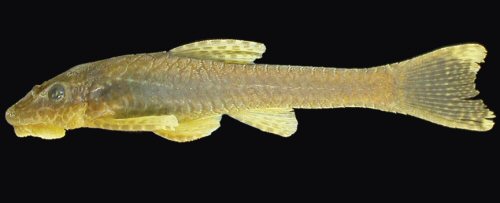 Hisonotus laevior = Female-Arroio Inhuquipá, São Lourenço do Sul, Brazil