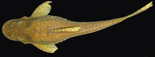 Hisonotus laevior = Dorsal view-female-Arroio Inhuquipá, São Lourenço do Sul, Brazil 