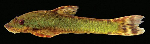 Hisonotus vireo = Live specimen, female, from confluence of arroio Pinheirinho with Rio Forqueta, Lageado, Brazil (note isopod parasite Braga fluviatilis, Cymothoidae, on dorsal fin)