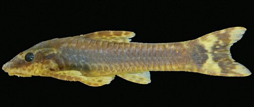 Hisonotus vireo = Holotype-female-Rio dos Sinos, bridge 7 km north from Caraá, road to Fundo Quente, Caraá, Brazil