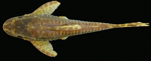 Hisonotus vireo = Dorsal view-holotype-female-Rio dos Sinos, bridge 7 km north from Caraá, road to Fundo Quente, Caraá, Brazil
