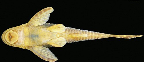 Hisonotus vireo = Ventral view-holotype-female-Rio dos Sinos, bridge 7 km north from Caraá, road to Fundo Quente, Caraá, Brazil 