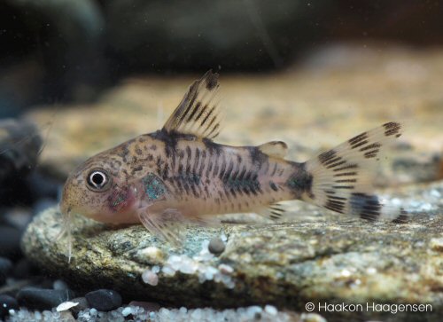 Hoplisoma froehlichi