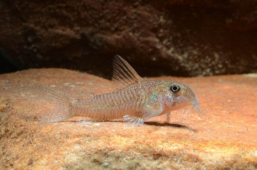 Hoplisoma psamathos = male