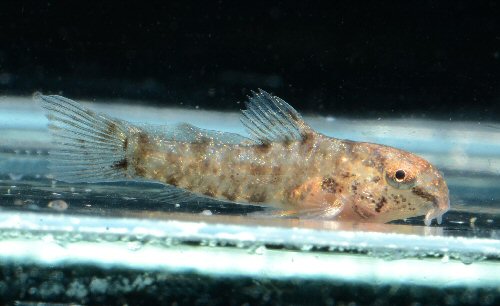 Hoplisoma psamathos = 8mm