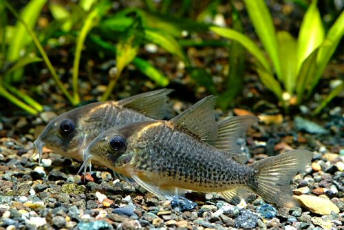 Hoplisoma sp. (CW102)