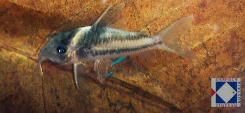 Hoplisoma sp. (CW127)