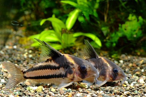 Hoplisoma sp. (CW127)