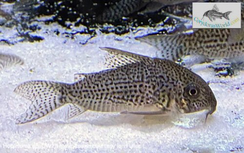 Hoplisoma sp. (CW211)