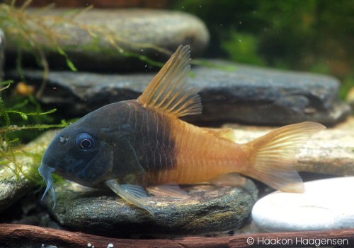 Hoplisoma sp. (CW217)