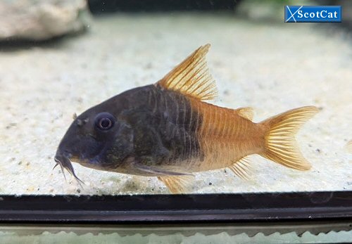 Hoplisoma sp. (CW217)