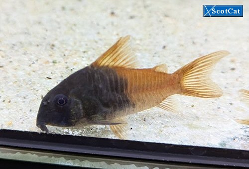 Hoplisoma sp. (CW217)