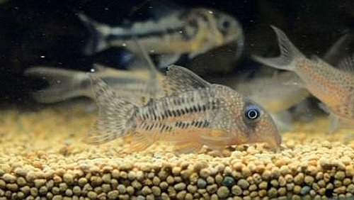 Hoplisoma tenebrosum