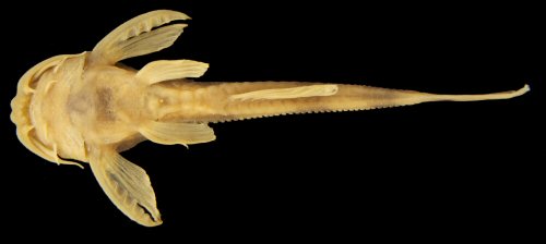 Hoplomyzon sexpapilostoma = Ventral view-Venezuela (Bolivarian Republic of)