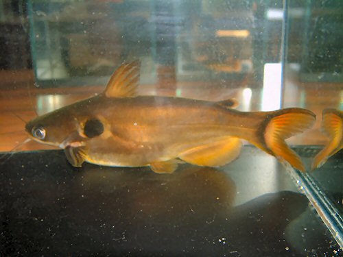 Horabagrus brachysoma