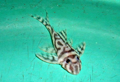 Hypancistrus sp. (L173) = dorsal view