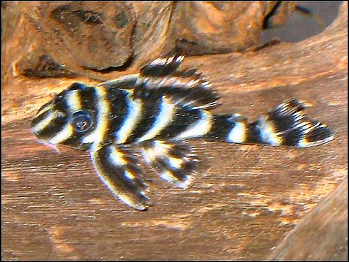 Hypancistrus furunculus = juvenile