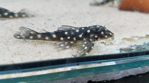 Hypancistrus sp. (L201)