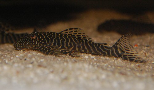 Hypancistrus sp. (L260)