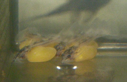 Hypancistrus sp.  (L340) = Fry - 4 days old