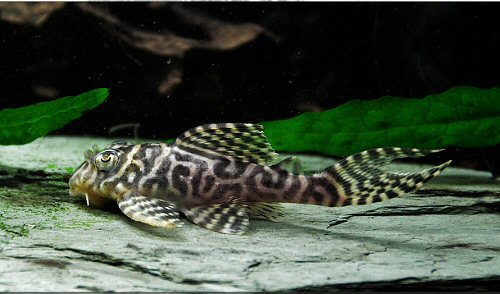 Hypancistrus sp. (L410)