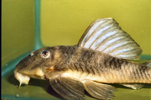 Hypancistrus sp. (L070)