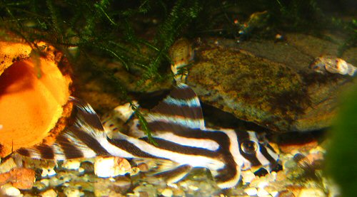 Hypancistrus zebra = juvenile 4cm.