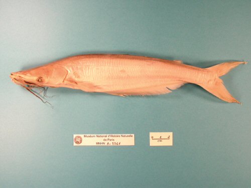 Hypophthalmus edentatus - preserved specimen