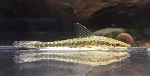 Hypoptopoma psilogaster