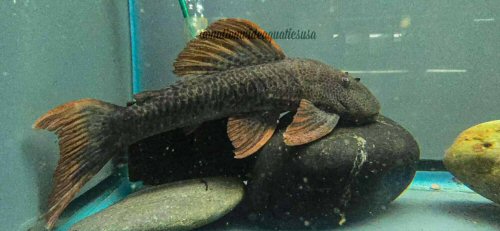 Hypostomus asperatus