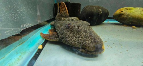 Hypostomus asperatus = head view