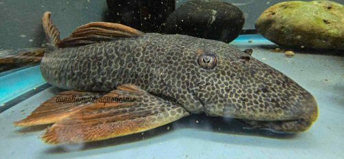 Hypostomus asperatus = head view