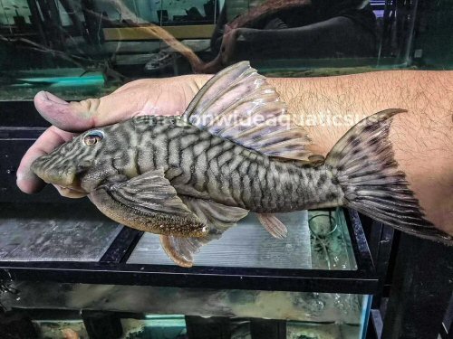 Hypostomus caudofasciatus