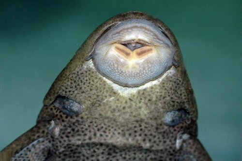 Hypostomus commersoni  = view of mouth