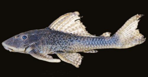 Hypostomus formosae = Holotype, 177 mm SL; Paraguay River drainage,Argentina