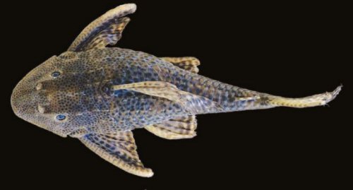 Hypostomus formosae = Dorsal view-Holotype, 177 mm SL; Paraguay River drainage, Argentina