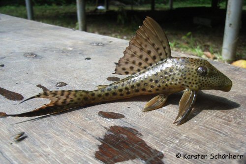 Hypostomus gymnorhynchus = Origin: Comté river near the type locality of the Approuague river, French Guiana