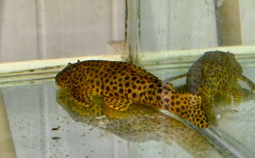 Hypostomus jaguar