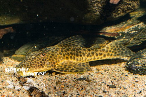 Hypostomus jaguar