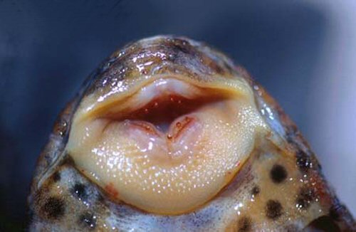 Hypostomus sp. (L050) = Mouth view showing the spoon shaped teeth