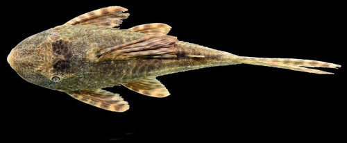 Hypostomus pyrineusi = dorsal view