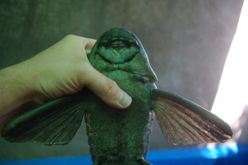 Hypostomus spiniger = view of mouth