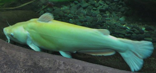 Ictalurus furcatus = Albino 70 cm Aquarium New Orleans USA  