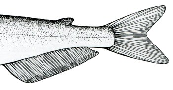 Ictalurus furcatus = showing straight edged adipose fin