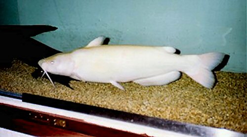 Adult albino Channel Catfish